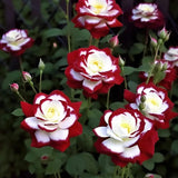 Rosas gemelas raras - Semillas