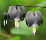 Ocean Bleeding Heart Seeds ~ Dicentra Spectabilis ~ Gifts ~ Grow Your Own ~ Spring Flowers