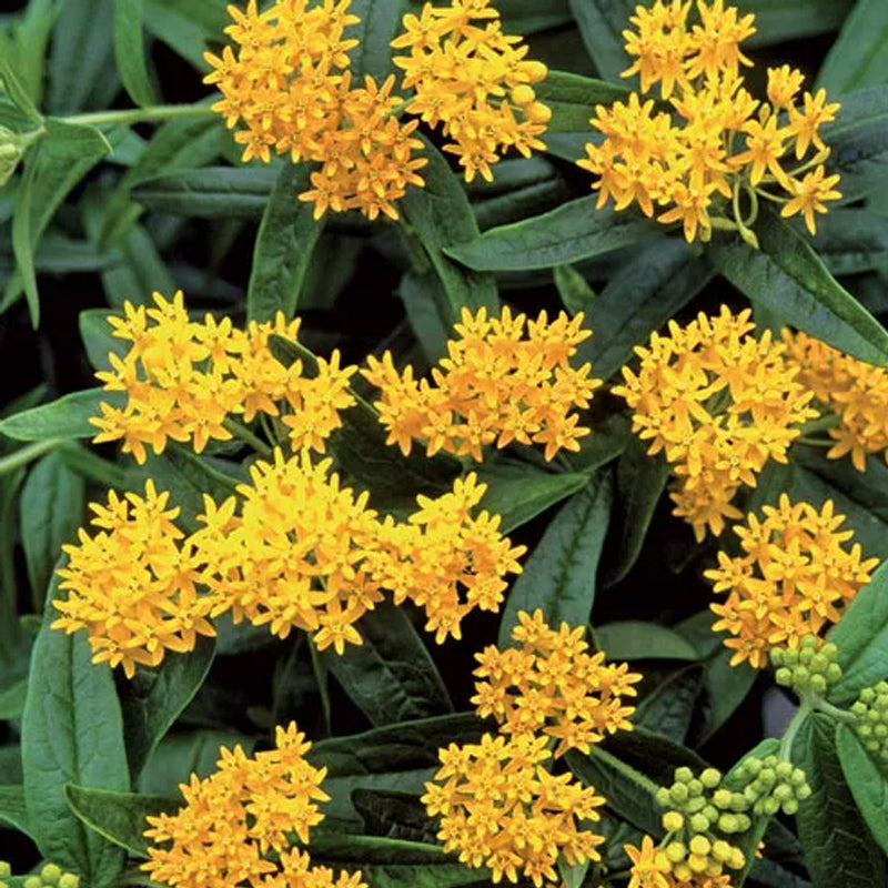 Colección Asclepias