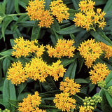 Colección Asclepias