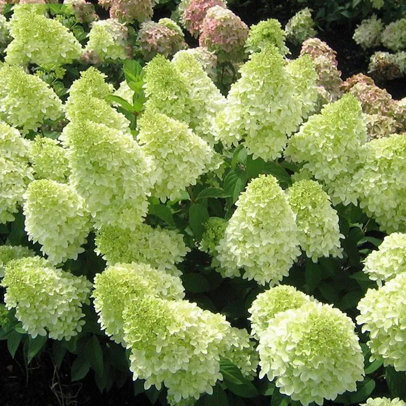 Cone Hydrangea Flowers Seeds-Vanilla Strawberry & Limelight