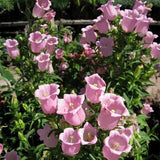 Semillas de flores de Chimes