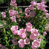 Semillas de flores de Chimes