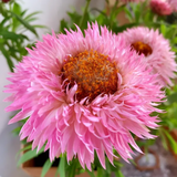 Straw Chrysanthemum