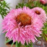 Straw Chrysanthemum