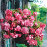 Switzerland Bloody Begonia Flower Seeds