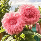 Semillas de girasol gigantes de color morado con forma de osito de peluche