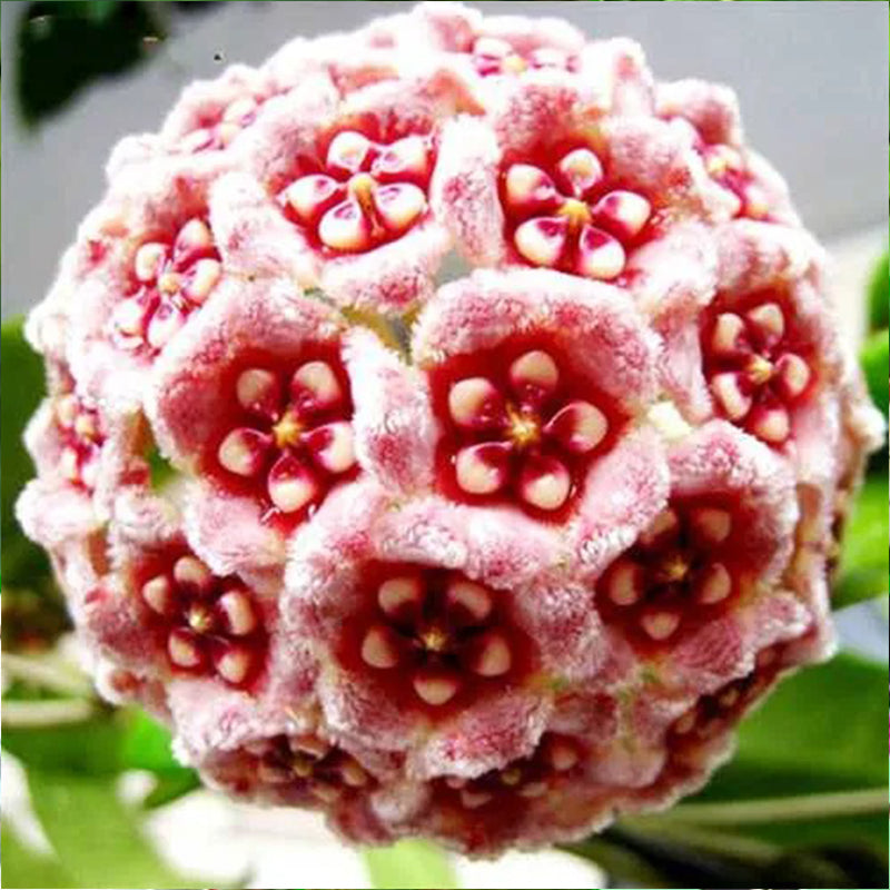 Hoya Carnosa Mixed Color Seeds