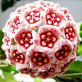 Hoya Carnosa Mixed Color Seeds