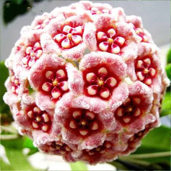 Hoya Carnosa Mixed Color Seeds