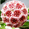 Hoya Carnosa Mixed Color Seeds