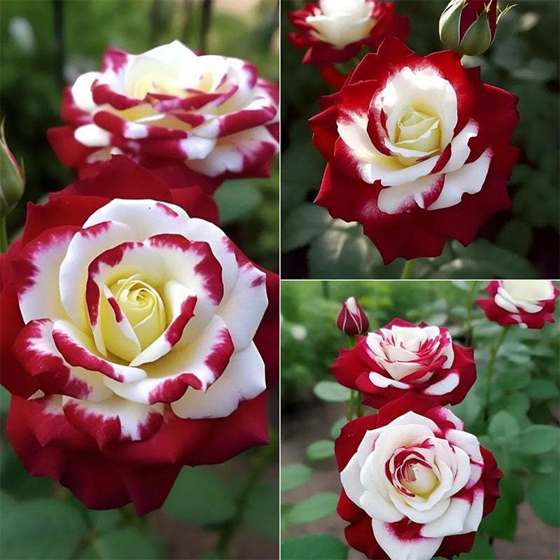 Two Identical Roses Rare Twin Roses - Seeds β Haiyiplants