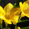 Vanilla Planifolia