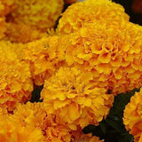 Hydrangea Seed Bonsai Flower Seeds Hydrangea Perennial Garden Home