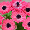Double Anemone Seeds — Add Resilient Elegance to Your Garden!