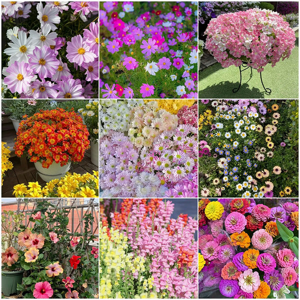 Alternative Lawn Seeds - Wildflower Seeds Mix-Purple Pink Mix Flower