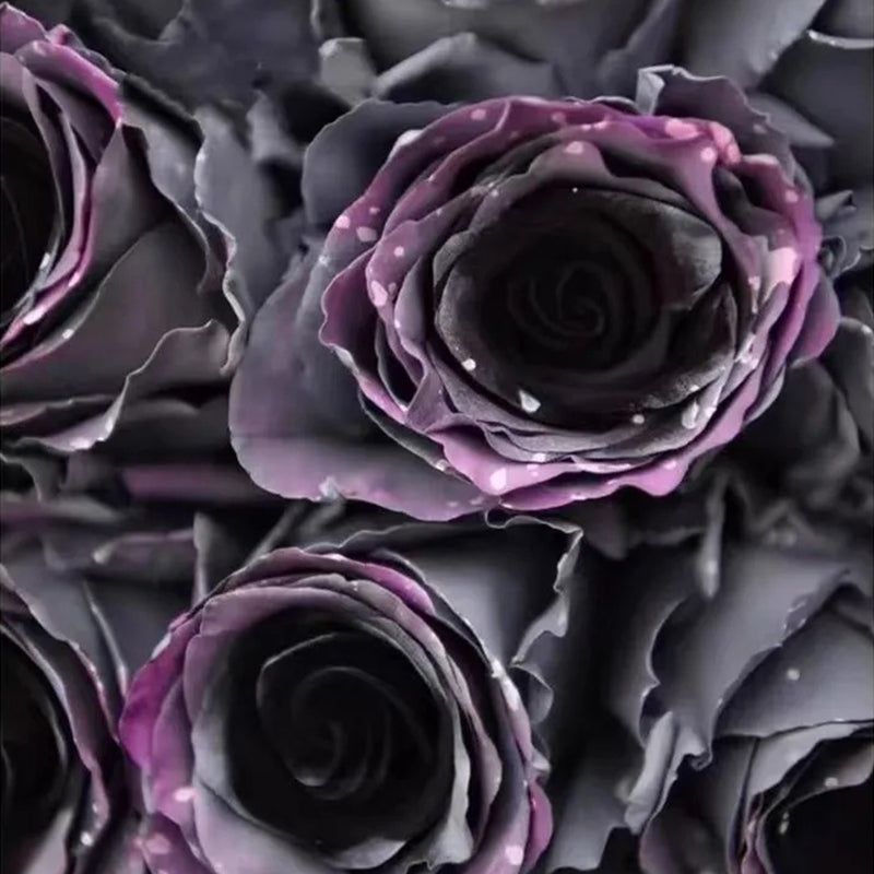 Garden of Dreams with Rare Color Varieties of Rose Seeds