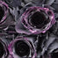 Garden of Dreams with Rare Color Varieties of Rose Seeds