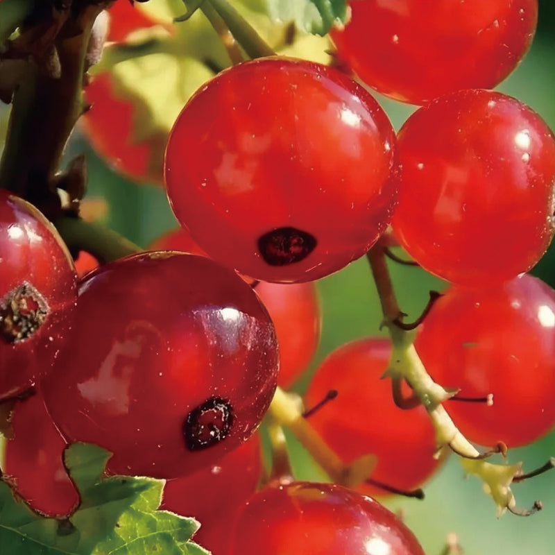 Multicolor Gooseberry Seeds