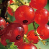 Multicolor Gooseberry Seeds