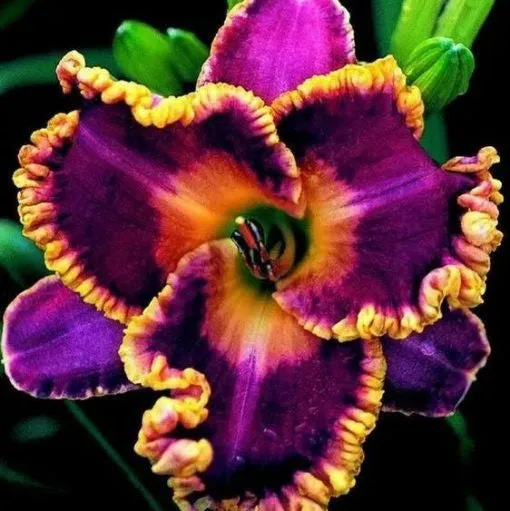 Daylily Hybrid Flowers Seeds, Hemerocallis Hybrid