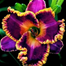 Daylily Hybrid Flowers Seeds, Hemerocallis Hybrid
