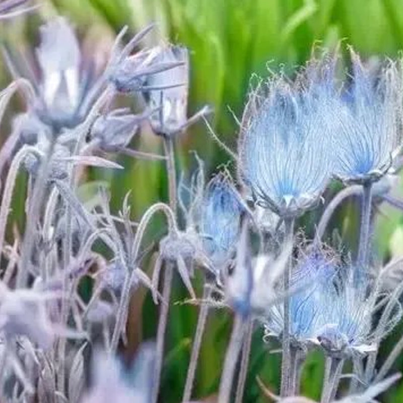 Semillas de flores de humo de pradera