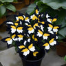Butterfly Begonia: Unleash Whimsy in Your Garden!