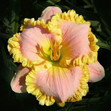 Daylily Hybrid Flowers Seeds, Hemerocallis Hybrid