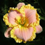Daylily Hybrid Flowers Seeds, Hemerocallis Hybrid