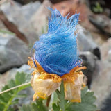 Semillas de flores de humo de pradera