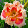 Daylily Hybrid Flowers Seeds, Hemerocallis Hybrid