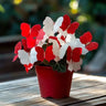 Butterfly Begonia: Unleash Whimsy in Your Garden!
