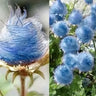 Semillas de flores de humo de pradera