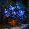 Butterfly Begonia: Unleash Whimsy in Your Garden!
