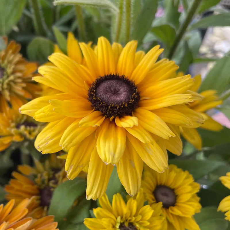 Classic Black-Eyed Susan Seeds - Golden Yellow