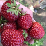 Semilla de fresa Purple Wonder Fresa oscura rara Fruta dulce y jugosa Jardinería