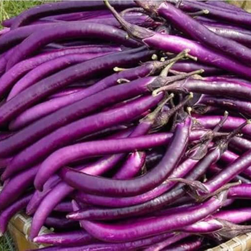 Long Purple Eggplants Aubergine Seeds Chinese Eggplants Vegetable