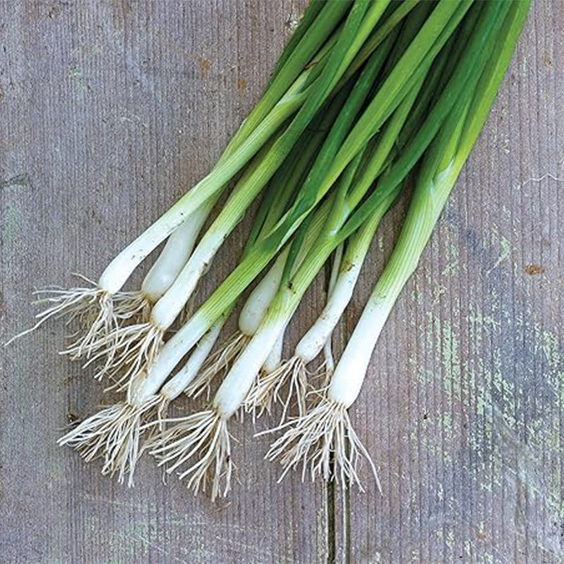 Semillas de cebolla blanca alargada de hoja perenne