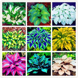 Semillas raras de lirio de encaje blanco con flores perennes de hosta mixtas