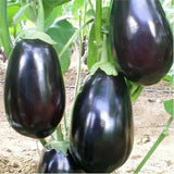 Eggplant Classic F1