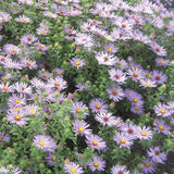 Aster, Raydon's Favorite