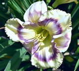 Daylily Hybrid Flowers Seeds, Hemerocallis Hybrid