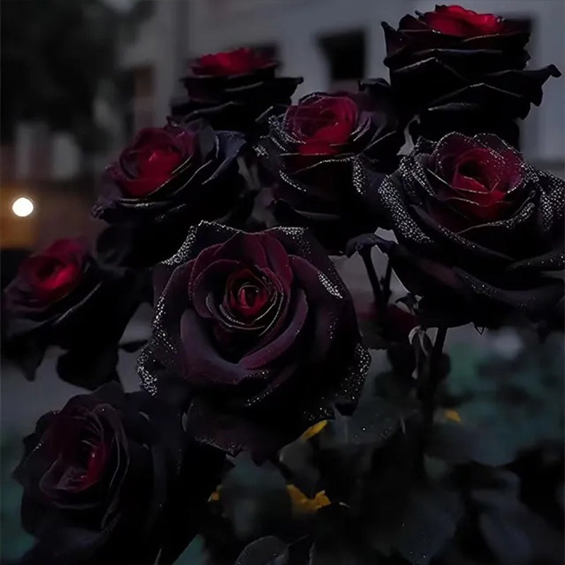 Semillas de flores raras de rosa roja y negra