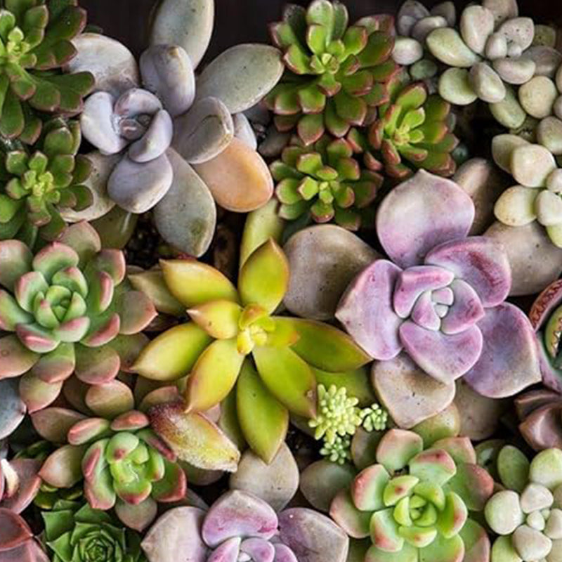 Semillas de suculentas raras de colores variados Planta de flores de bonsái para jardín y hogar