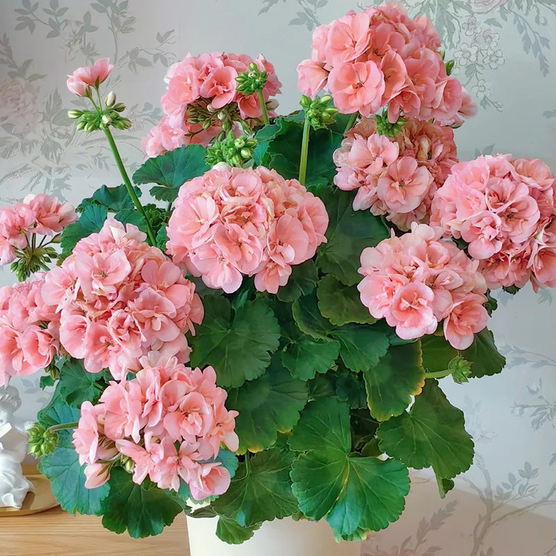 Pink Apple Blossom Geranium Seeds