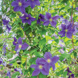 Clematis, Jackmanii