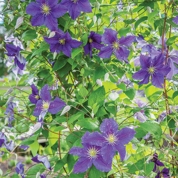 Clematis, Jackmanii