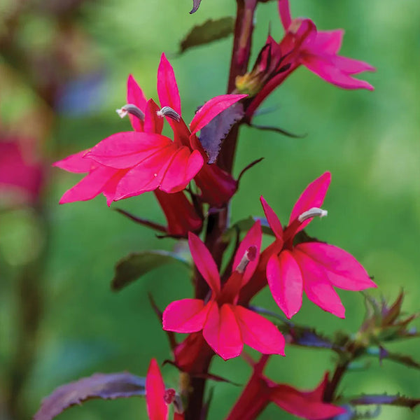 Lobelia speciosa, Starship Deep Rose