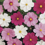 Sonata™ Mix Cosmos Flower Seeds